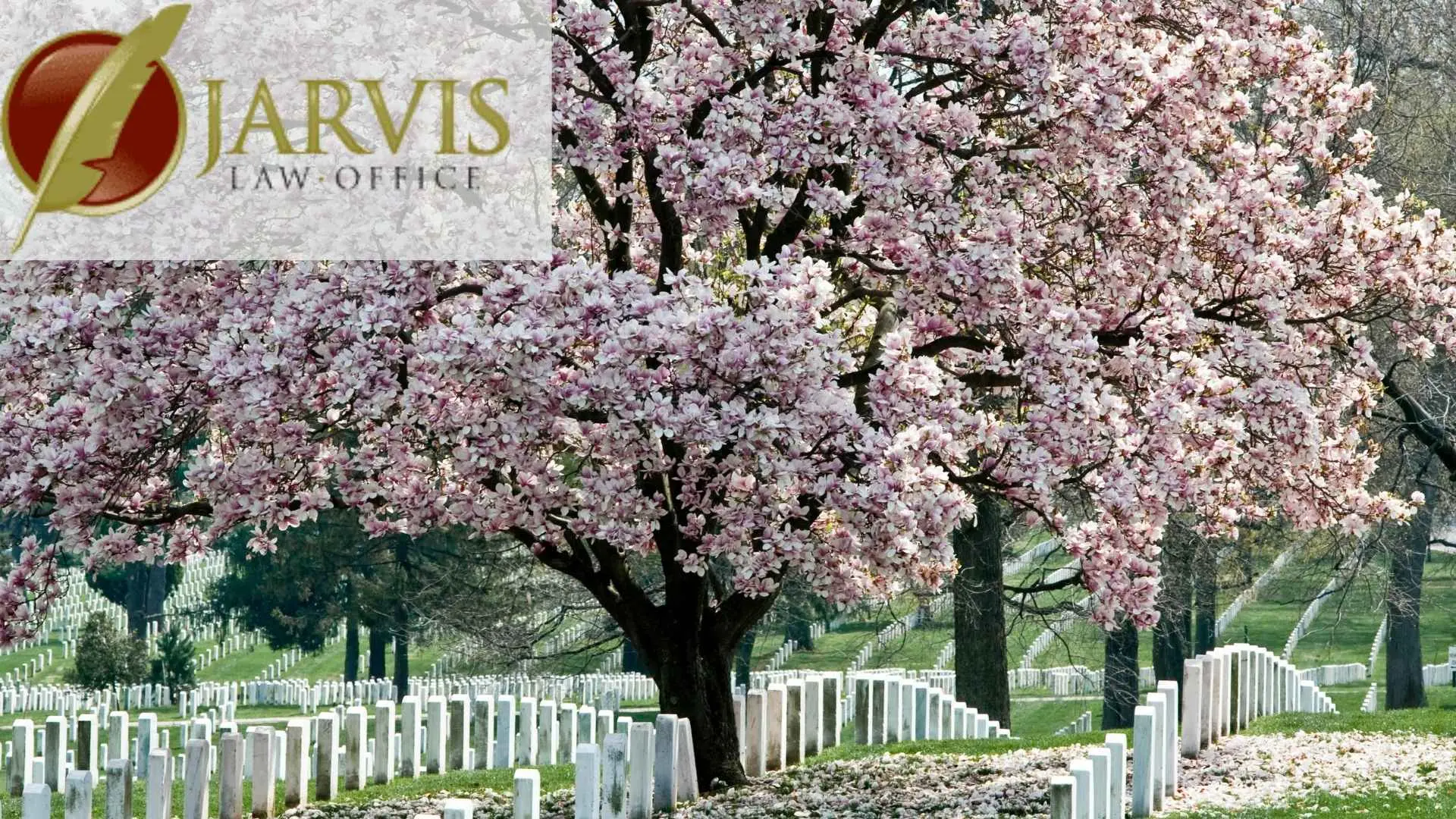 Cherry blossom tree over cemetery headstones