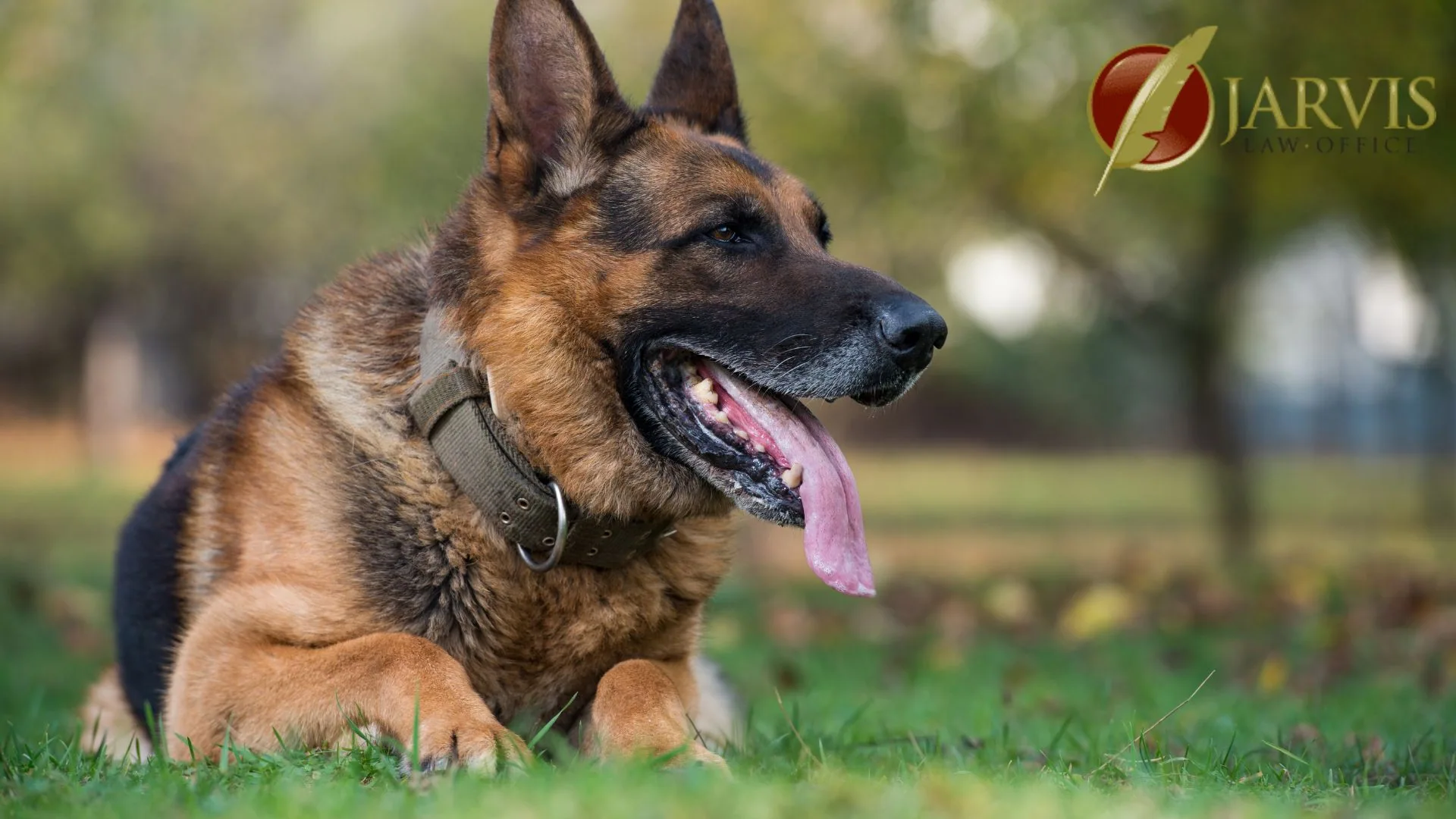 German Shepherd lying on grass with tongue out